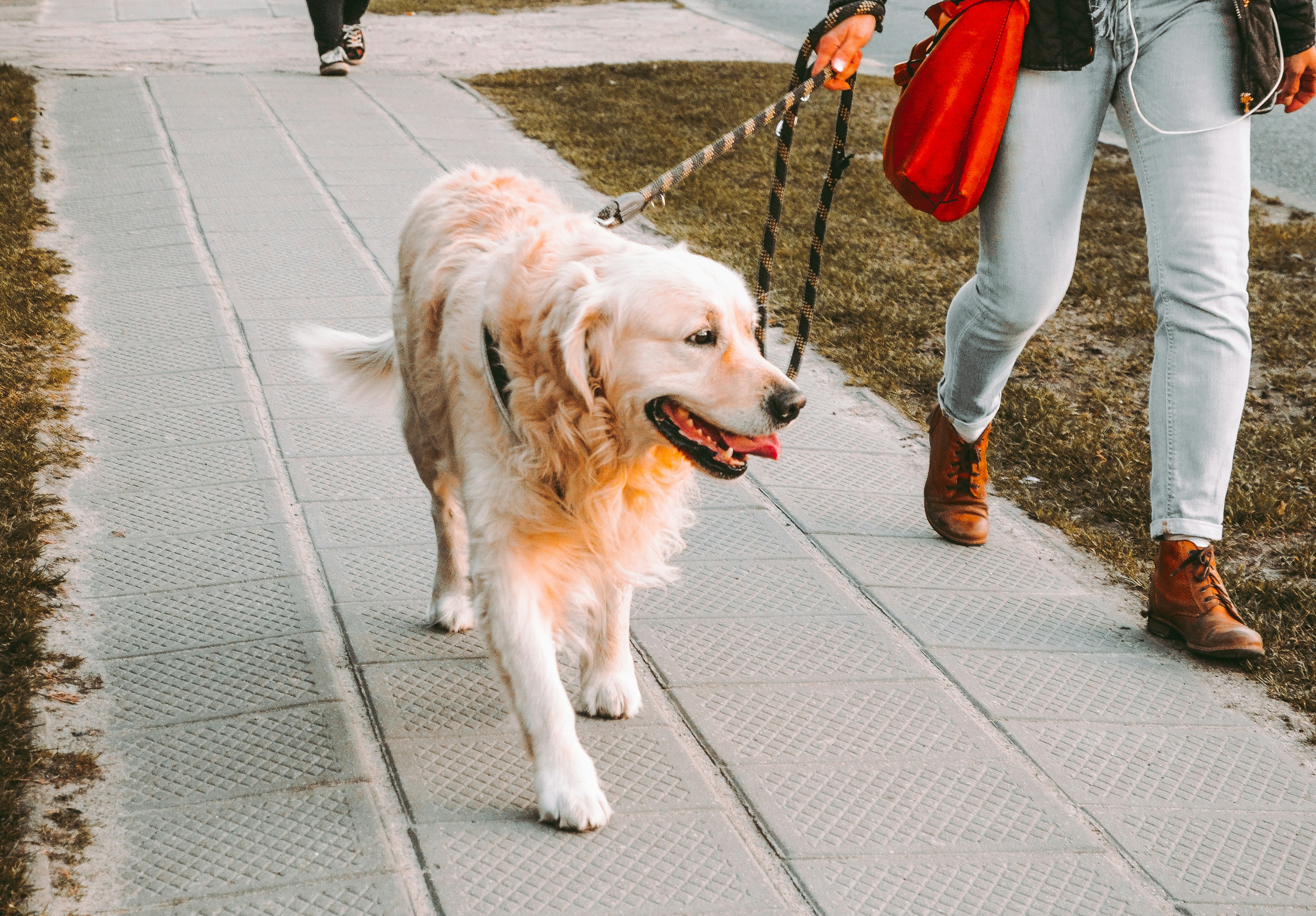 Cachorro brincando no parque durante passeio com dog walker