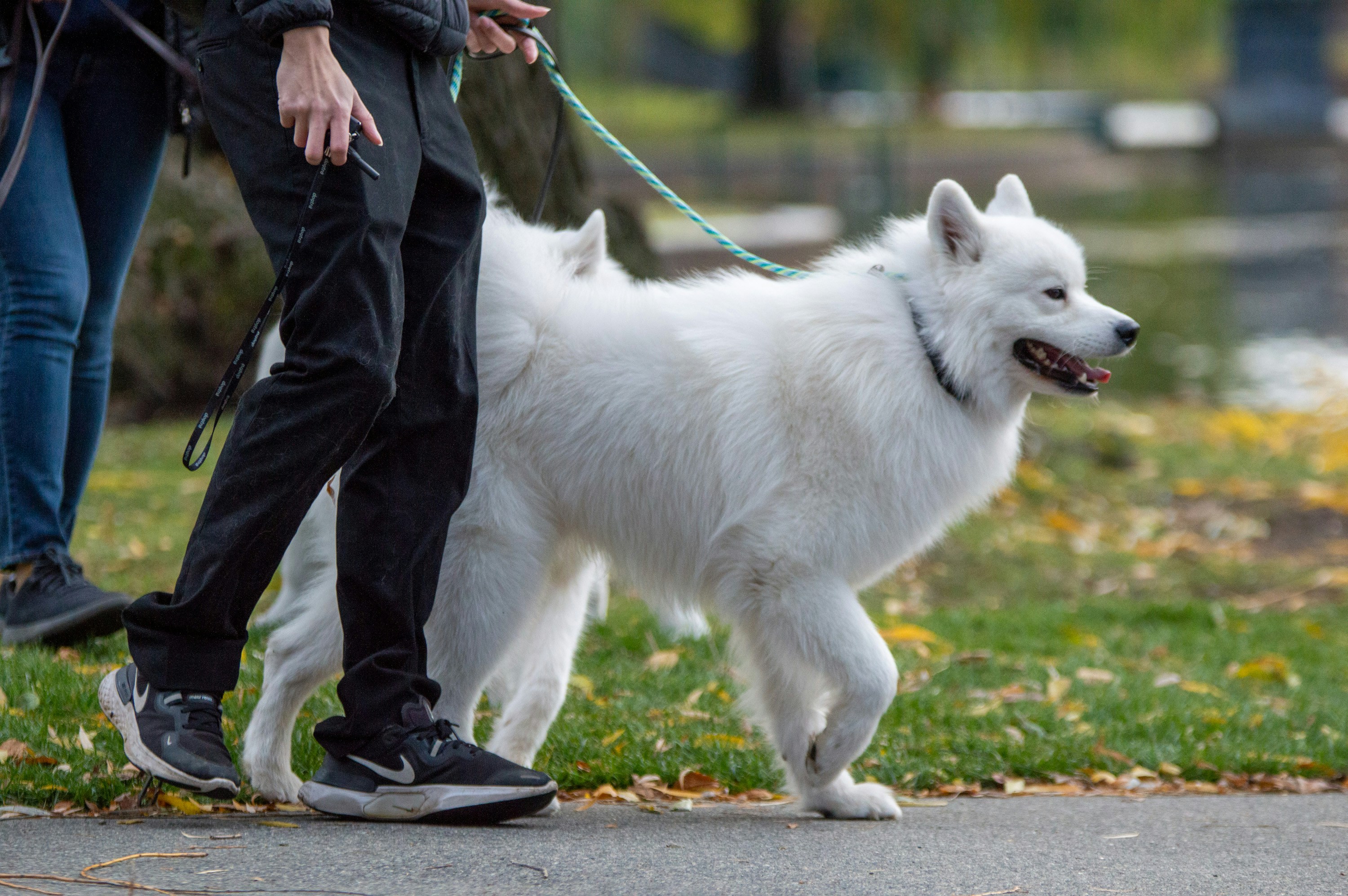 Dog walker acompanhando cães em caminhada segura