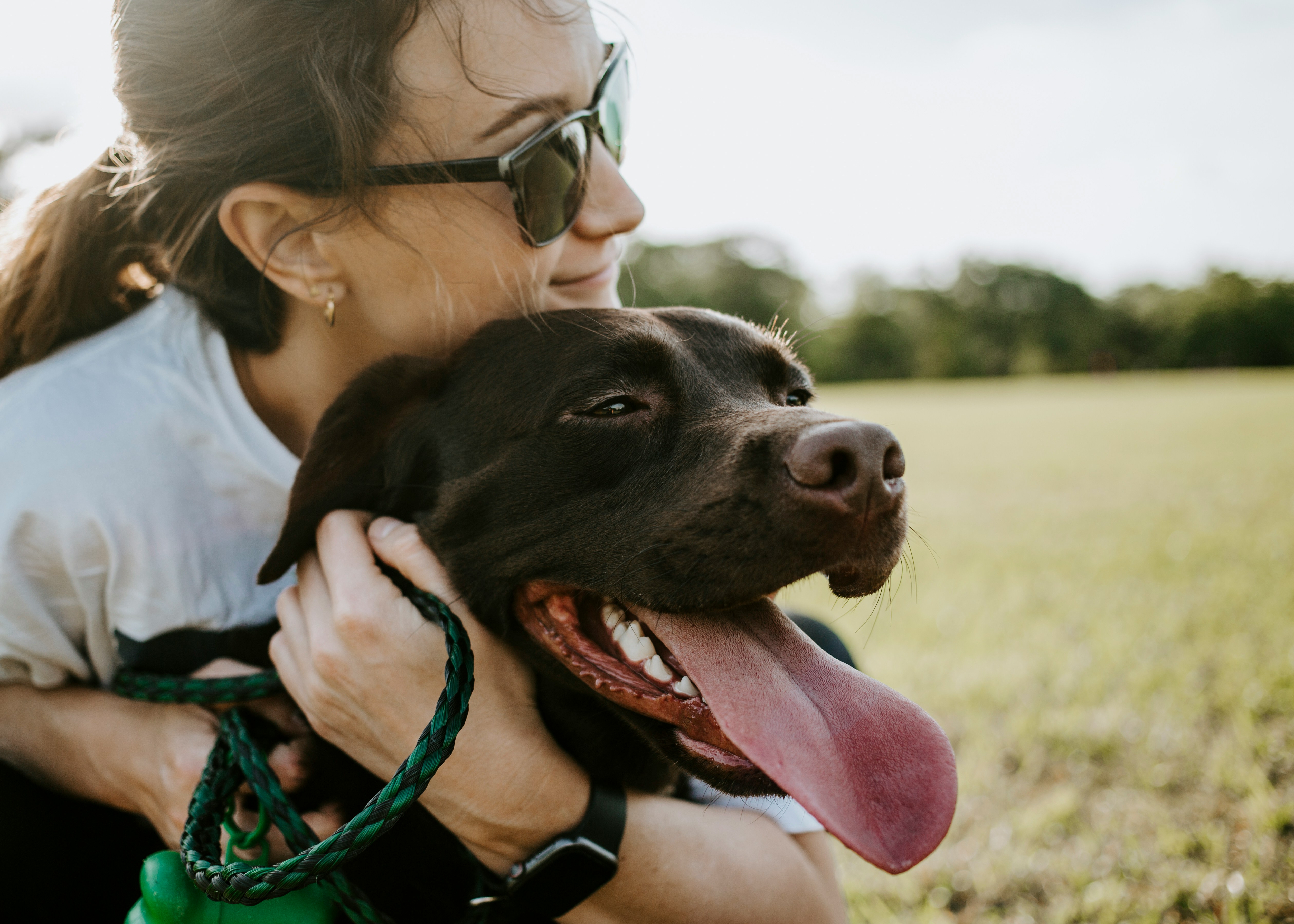 Labrador relaxando após caminhada com passeador