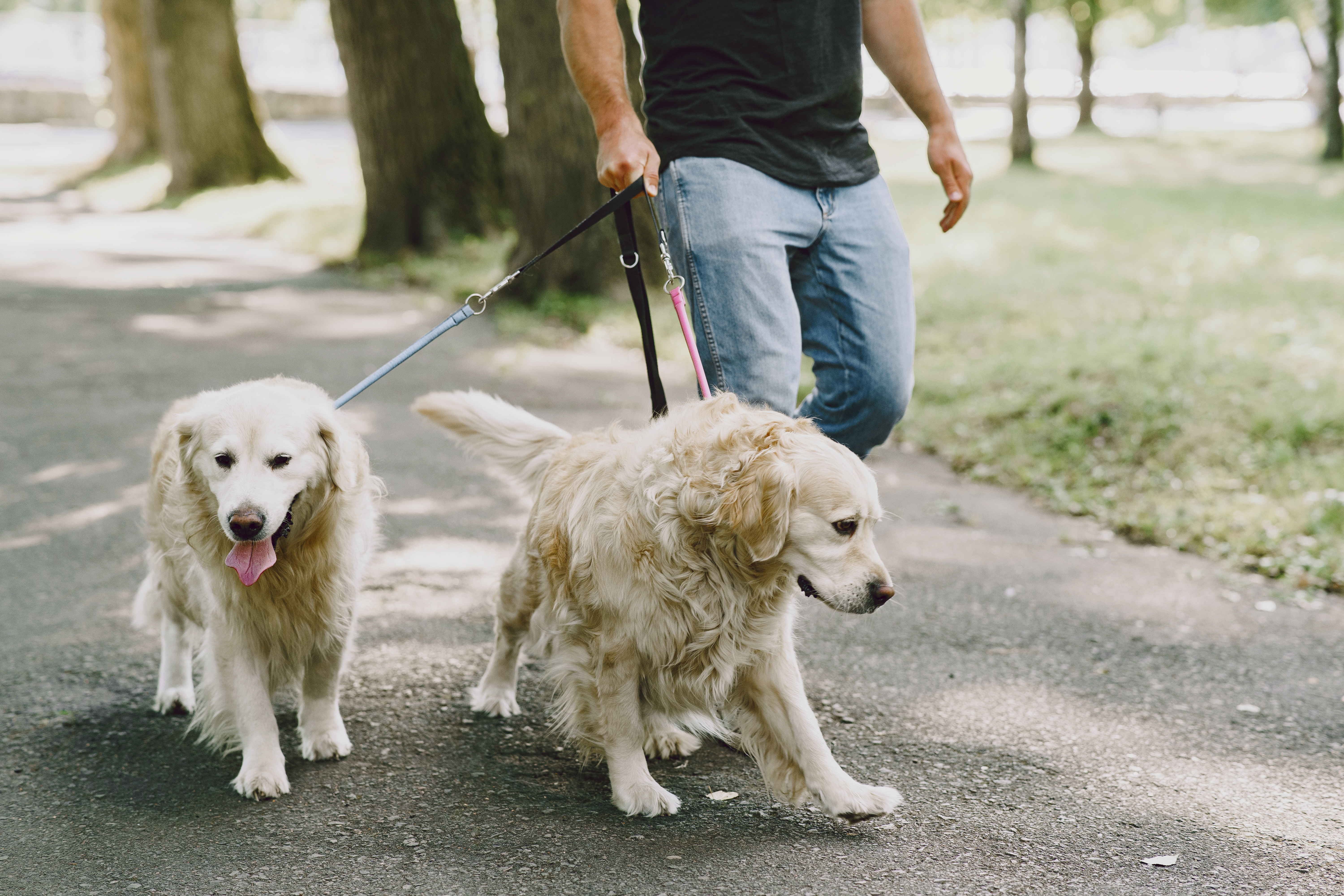 Passeio com cachorro em parque brasileiro com dog walker
